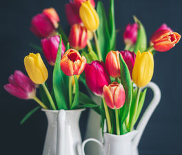 Tjäna pengar genom att sälja tulpaner