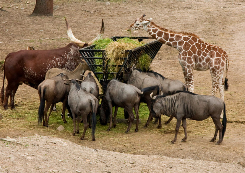 Aktiva djur på Kolmården