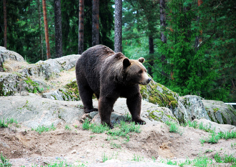 Kolmårdens djurpark