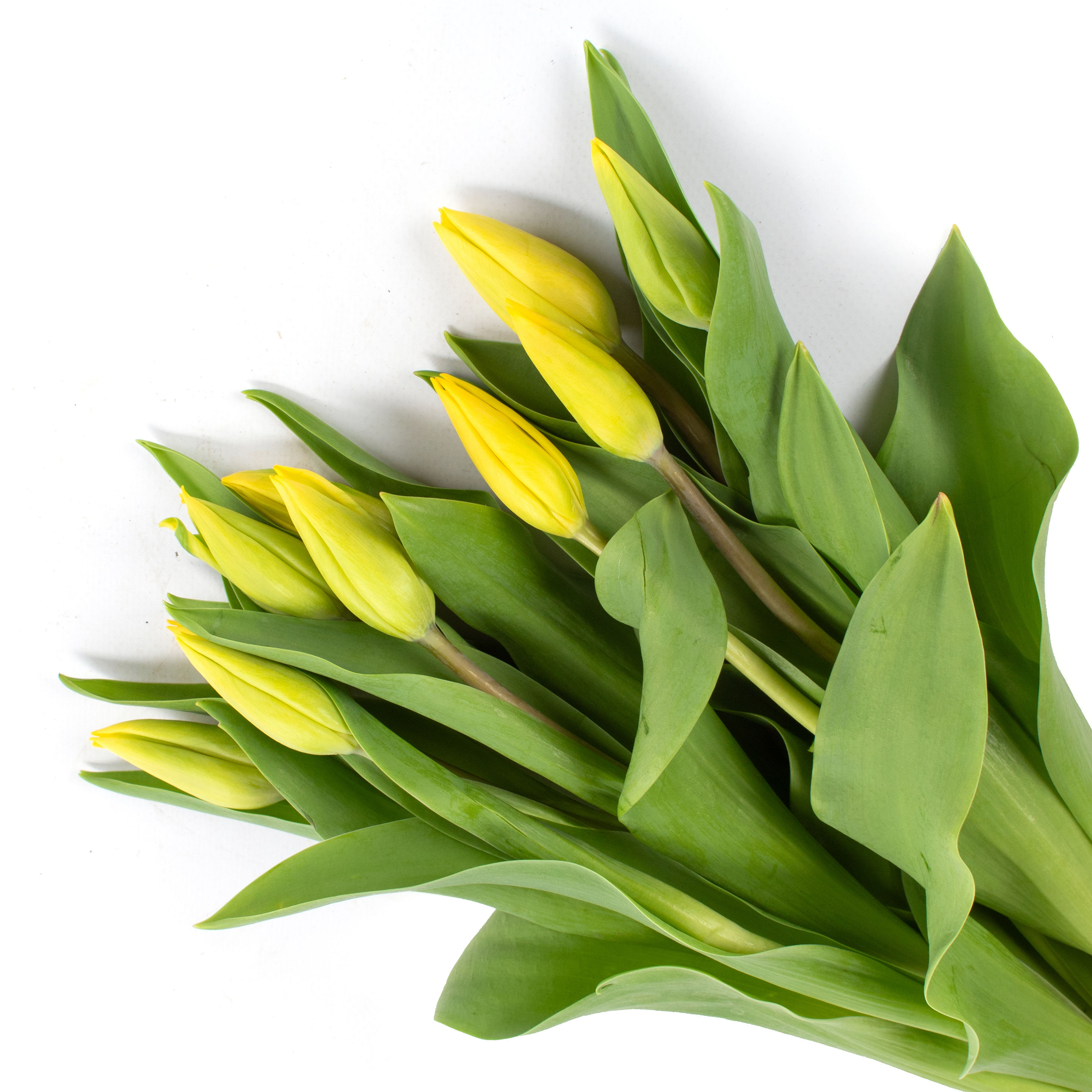 Tulpaner är ett förslag på produkt för de som vill sälja blommor till klassresa eller cup