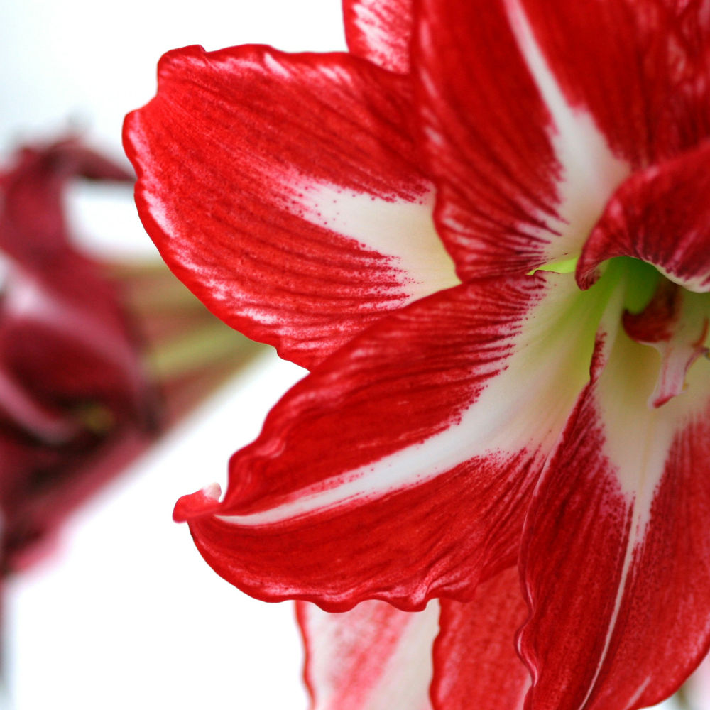 Sälja amaryllis med skolklass
