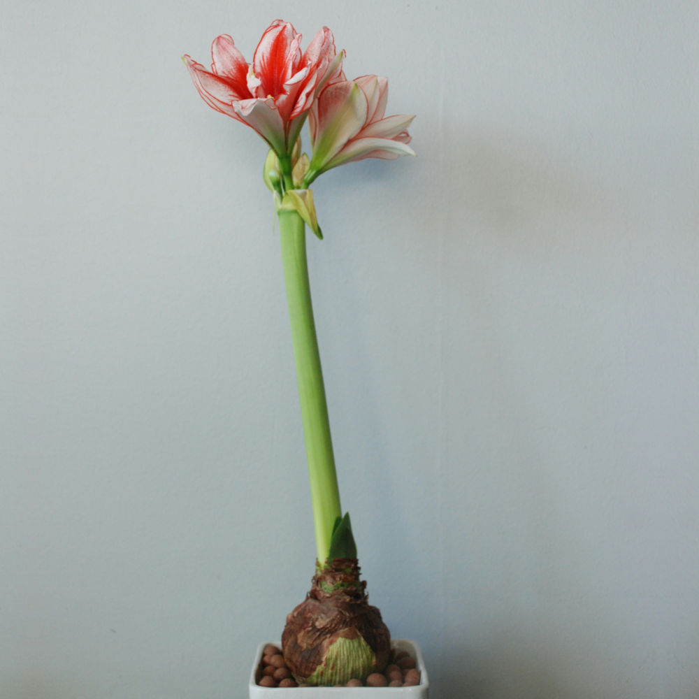 Amaryllis lök i vit kruka och röd blomma