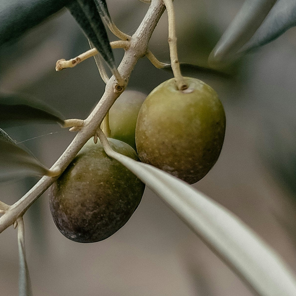 Oliver på en olivkvist som ännu inte skördats