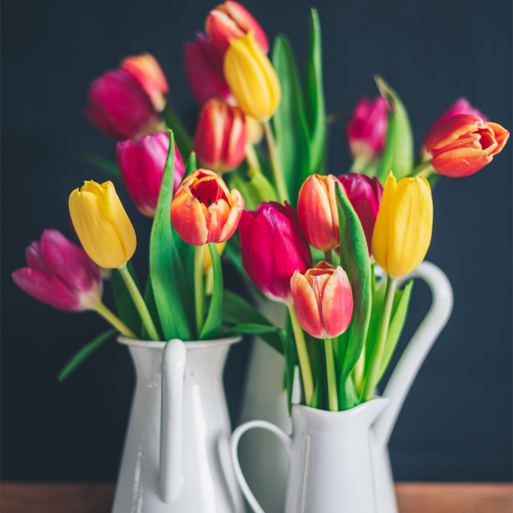 Röda, gula och lila tulpaner i vita vattenkannor